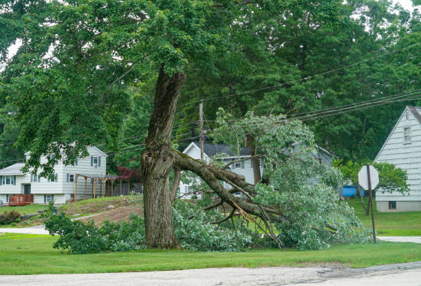 Best Lawn Dethatching Services  in USA